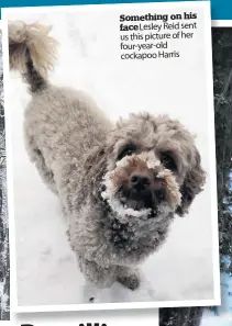  ??  ?? Something on his faceLesley Reid sent us this picture of her four-year-old cockapoo Harris