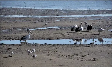  ??  ?? Below left: Pelicans lord it over the seagulls on the Cairns harbour as the tide comes in.