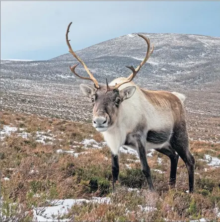  ?? ?? A friendly reindeer out on the hill in the Cairngorms, but don’t be fooled – he’ll steal your sandwiches