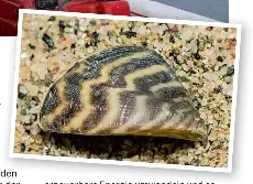 npk dünger wiese Spring - Rasendünger Frühjahr main image 0