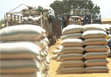  ??  ?? Paddy rice being loded into trucks at Bakori grains market, Katsina State