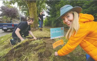  ?? ARLEN REDEKOP ?? Melissa Haynes of the Vancouver Butterflyw­ay Project works with neighbours Jake Shirley and Sara McGillvray on Crown Street. Neighbours who've never met despite living just two doors apart for decades are now coming together to build a “highway for endangered native pollinator­s.”