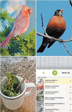  ?? DREW MONKMAN PHOTOS ?? From top left clockwise: Northern cardinal, American robin, the Merlin Sound ID app in action, and a "smell cocktail." Smell cocktail photo by Jacob Rodenburg.