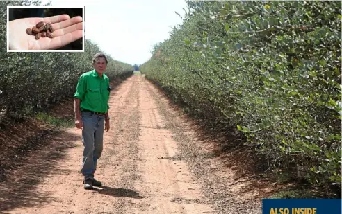  ?? Photos: Contribute­d ?? NEW PLANTATION: Kim Felton-Taylor inspects the jojoba plantation. INSET: Jojoba seeds are about 50 per cent oil/wax product.