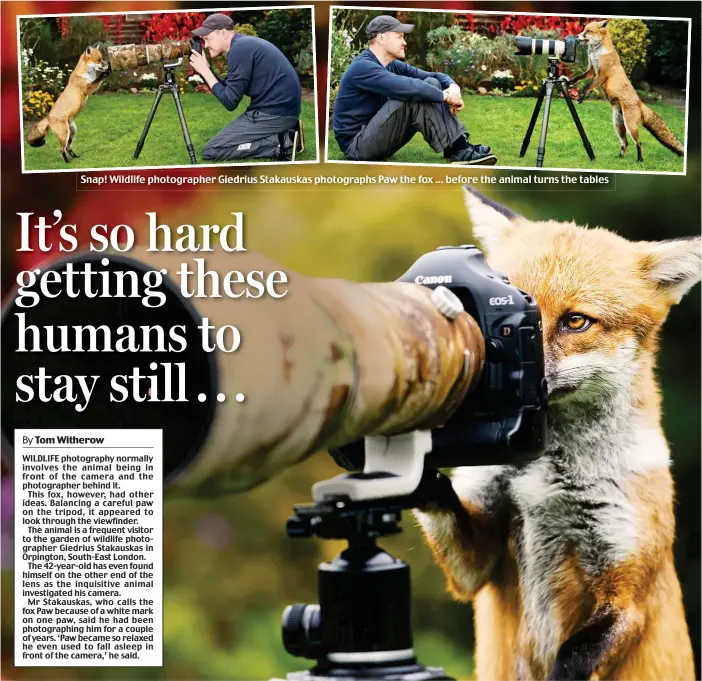 ??  ?? Snap! Wildlife photograph­er Giedrius Stakauskas photograph­s Paw the fox ... before the animal turns the tables