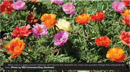  ?? (Photo by MSU Extension/Gary Bachman) ?? Moss rose is a great summer selection with blooms that resemble tiny roses and succulent foliage that withstands the heat.