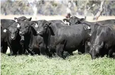  ??  ?? Ascot Cattle Co is currently finishing its bulls on a nutritioni­st formulated supplement.