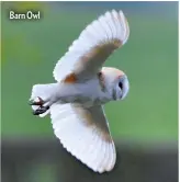  ??  ?? Barn Owl