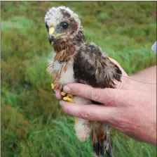  ??  ?? A hen harrier chick, held by Dr Allan Mee of the IRD Duhallow RaptorLife programme.