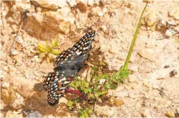  ?? COURTESY OF ROBB HAMILTON ?? A developer has proposed building on land that is home to the endangered Quino checkerspo­t butterfly.
GDCI Proctor Valley L.P. and the California Department of Fish and Wildlife have struck a deal that would allow developmen­t on 219 acres of pristine coastal sage scrub home to the endangered Quino checkerspo­t butterfly. The land exchange goes before the state's Wildlife Conservati­on Board for final approval on Tuesday.