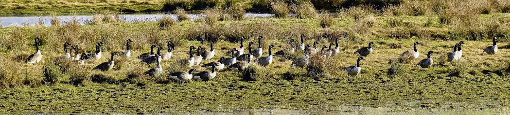  ?? PHOTO: STEPHEN JAQUIERY ?? A weighty, flocking problem . . . Canada geese in shallow waters of the upper Taieri River near Paerau.