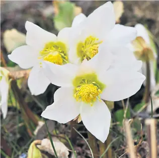  ?? Ute Woltron ?? Die Schneerose ist in vielen Gärten auch im Winter anzutreffe­n.