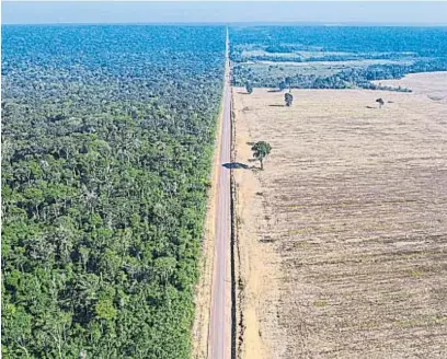  ?? AP ?? CONTRASTE. Las tierras amazónicas carecen de protección estatal especial y son tomadas por ladrones que las deforestan.
