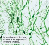  ??  ?? Pyramidal neurons, like these, are found in the hippocampu­s, cortex and amygdala.