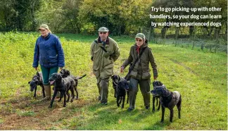  ?? ?? Try to go picking-up with other handlers, so your dog can learn by watching experience­d dogs