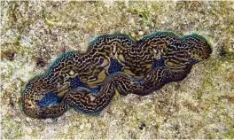  ?? James Fatherree via The New York Times ?? How exactly a burrowing giant clam could create its own cave has long been a mystery. Researcher­s have revealed a probable tool: The clam’s foot releases acid.