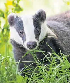  ??  ?? Badgers in the study covered 61% more land each month.