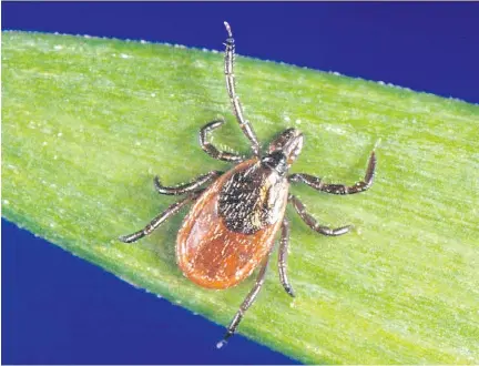  ?? U.S. CENTERS FOR DISEASE CONTROL AND PREVENTION ?? Blacklegge­d ticks — also known as a deer ticks — are spreading across Canada and with their spread increasing the spread of Lyme disease. Last year, a record 75 people in Ottawa were diagnosed with the disease, up from just seven in 2010.