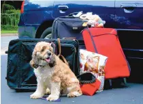  ?? SHIRLEY SMITH/ASSOCIATED PRESS ?? Tiger gets ready to travel. It is good to stop every three to four hours to give pups a break if you’re on a road trip.