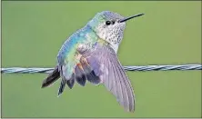  ?? [JIM MCCORMAC/FOR THE DISPATCH] ?? The calliope hummingbir­d in Delaware County