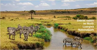  ?? ?? Zebras rasten im North Luangwa Nationalpa­rk