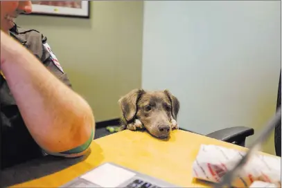  ?? Elizabeth Brumley ?? Las Vegas Review-journal Hurricane Harvey survivor Houston, a collie mix, looks at lunch on the table Thursday at the American Medical Response ambulance service in Las Vegas, as American Medical Response paramedic Lester Hernandez, who rescued the...