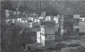  ?? ?? “We have 800 hives,” said Bastin, beekeeper at Bastin Honey Bee Farm.