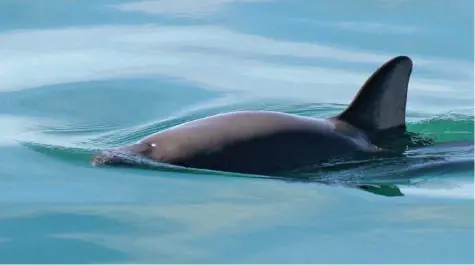  ?? PAULA OLSON/NOAA VIA AP FILE ?? This undated photo provided by The National Oceanic and Atmospheri­c Administra­tion shows a vaquita porpoise.