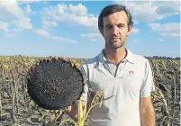  ??  ?? Una torta. Ross, del INTA, destaca la estabilida­d del girasol.