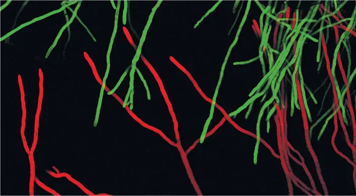  ??  ?? Um die Interaktio­n deutlich zu machen, wurde der Pilz Trichoderm­a atroviride mit einem grün fluoreszie­renden Protein gefärbt, sein Kontrahent Rhizoctoni­a solani rot.