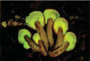  ?? The New York Times/MIKE BELLEME ?? These biolumines­cent jack-o’-lantern mushrooms were found in Pisgah National Forest in North Carolina in August 2015.