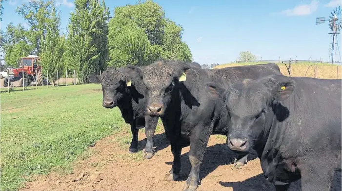  ??  ?? Lista para partir. Tres de las hembras Angus de la cabaña “14 de Abril”, en Teodelina, que van a la exposición rural porteña. Allí las están alistando para que lleguen en óptimo estado.