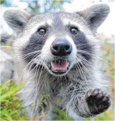  ?? FOTO: DPA ?? Der Waschbär sieht putzig aus. Aber auch im Süden Deutschlan­ds nimmt die Population dieser Kleinbären zu, die einst nur in Nordamerik­a heimisch waren.