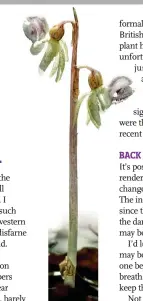  ??  ?? The ghost orchid is Critically Endangered and one of the UK’s rarest plants.