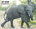  ??  ?? AT RISK Elephant