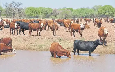  ??  ?? Semiárida. En esas zonas recomienda­n privilegia­r la calidad de las vacas más que la cantidad. Y también sumar la recría.