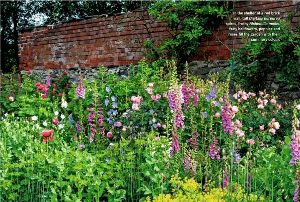  ??  ?? In the shelter of a red brick wall, tall Digitalis purpurea spires, frothy Alchemilla mollis, fairy bellflower­s, poppies and roses fill the garden with their summery colour.