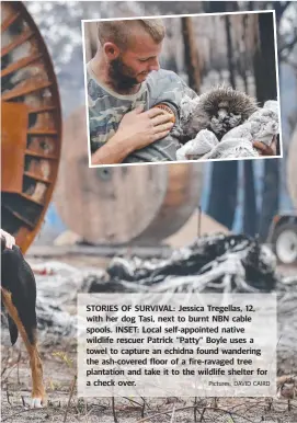  ?? Pictures: DAVID CAIRD ?? STORIES OF SURVIVAL: Jessica Tregellas, 12, with her dog Tasi, next to burnt NBN cable spools. INSET: Local self-appointed native wildlife rescuer Patrick “Patty” Boyle uses a towel to capture an echidna found wandering the ash-covered floor of a fire-ravaged tree plantation and take it to the wildlife shelter for a check over.