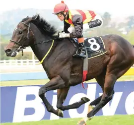  ??  ?? FOLLOW THE BOY. Romi's Boy returns to the Vaal for at MR 92 Handicap over 1200m tomorrow and will have strong claims of winning.