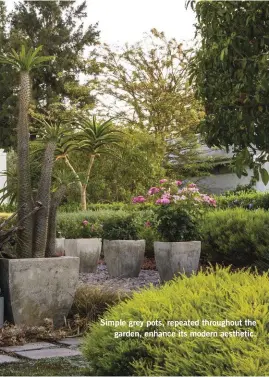  ??  ?? Simple grey pots, repeated throughout the garden, enhance its modern aesthetic.