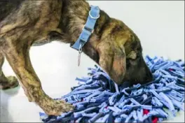  ??  ?? Maple, a hound mix, digs his nose into a snuffle mat while looking for treats at the Animal Friends shelter in Ohio Township.