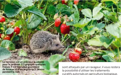  ??  ?? Le hérisson est un précieux auxiliaire pour le jardinier. S’il grignote quelques fraises, il est bien plus gourmand de limaces et d’escargots qu’il dévore pendant la nuit.