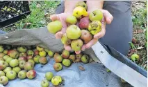  ?? LISA RATHKE/THE ASSOCIATED PRESS ?? Of the estimated 700 craft cider-makers in the U.S., about two dozen are using foraged wild apples.