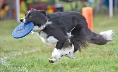  ?? STAFF FILE PHOTO BY MATT HAMILTON ?? Atari, a dog from Atlanta, returns a disc in the 2021 Skyhoundz World Canine Disc Championsh­ips.