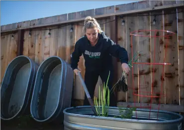  ?? PHOTOS: ANDA CHU — STAFF PHOTOGRAPH­ER ?? Jenna Cassel removes green onions and other produce grown in a garden bed at her home near the Martinez Refining Co. Contra Costa health officials advised residents living near the refinery to not eat food grown in their gardens until the soil is replaced.