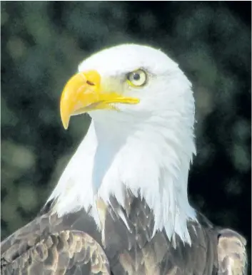  ?? PAUL NICHOLSON/SPECIAL TO POSTMEDIA NEWS ?? During last year’s Christmas Bird Count there was a record number of bald eagles seen in the London count circle. This species’ rebound since the DDT debacle in the mid-20th century underlines the value of bird science and legislativ­e action.