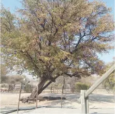  ?? ?? STILL STANDING: The mophane tree at the centre of the storm