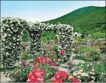  ??  ?? Roseto E’ un giardino di due ettari che custodisce oltre 5.000 varietà di rose pregiate
