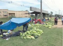  ??  ?? Los productore­s indígenas están reportando un buen nivel de venta de sus productos.