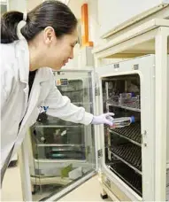  ?? ?? Dr Cheung puts the cell container into the incubator at 37°C.